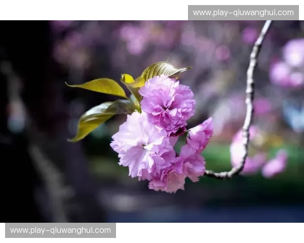 樱花落尽，清水濯心：一场跨越时空的浪漫邂逅